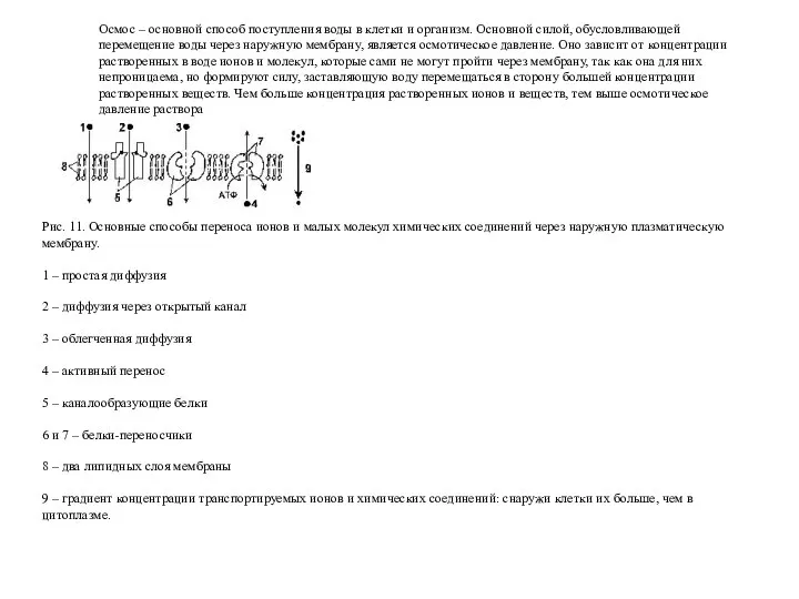 Осмос – основной способ поступления воды в клетки и организм. Основной