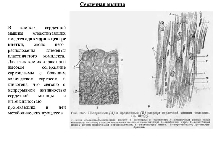 Сердечная мышца В клетках сердечной мышцы млекопитающих имеется одно ядро в