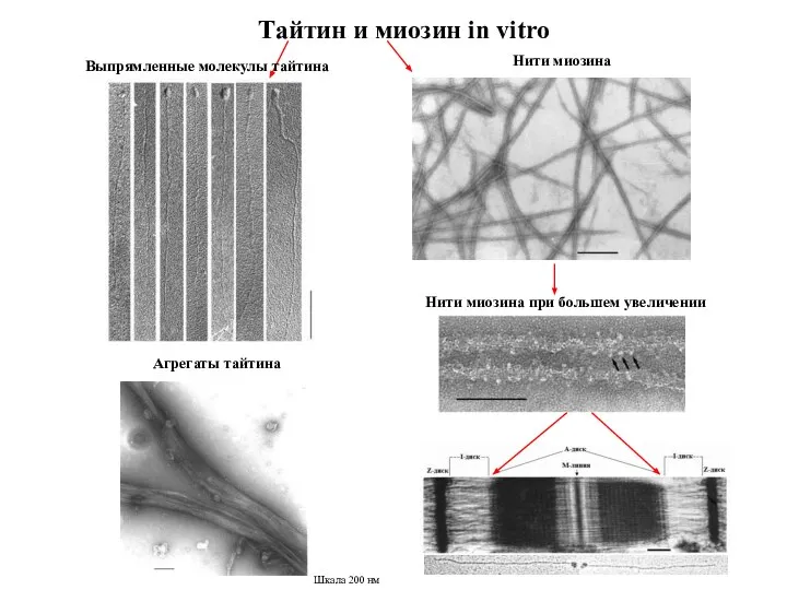 Тайтин и миозин in vitro Выпрямленные молекулы тайтина Агрегаты тайтина Нити