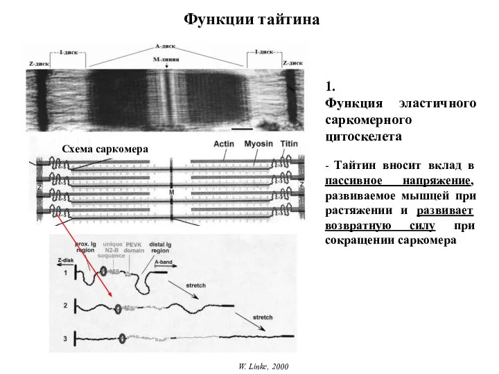 Функции тайтина W. Linke, 2000 1. Функция эластичного саркомерного цитоскелета -