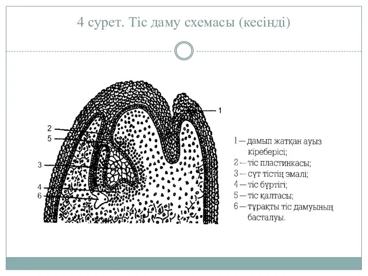 4 сурет. Тiс даму схемасы (кесiндi)