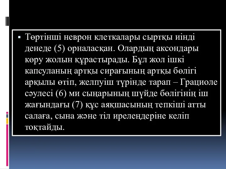 Төртінші неврон клеткалары сыртқы иінді денеде (5) орналасқан. Олардың аксондары көру