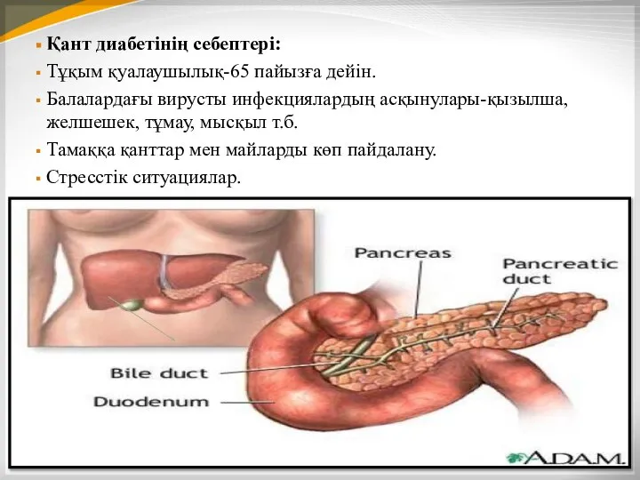 Қант диабетінің себептері: Тұқым қуалаушылық-65 пайызға дейін. Балалардағы вирусты инфекциялардың асқынулары-қызылша,