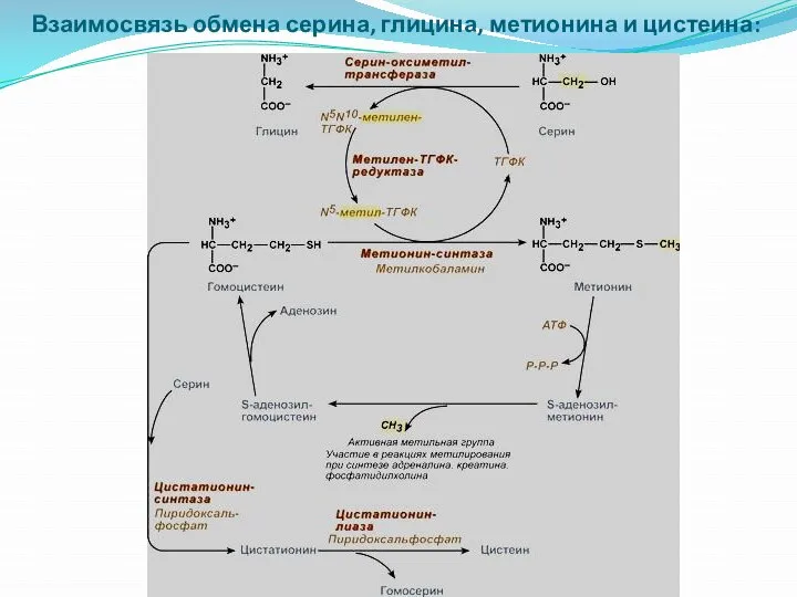 Взаимосвязь обмена серина, глицина, метионина и цистеина: