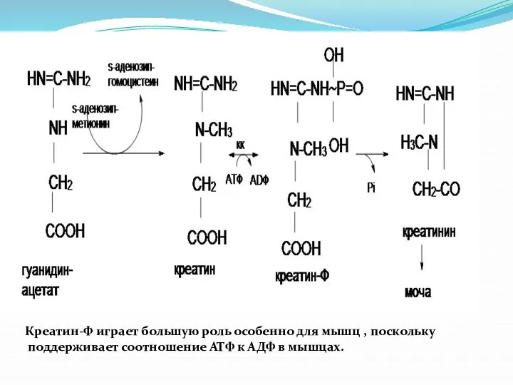 Креатин-Ф играет большую роль особенно для мышц , поскольку поддерживает соотношение АТФ к АДФ в мышцах.