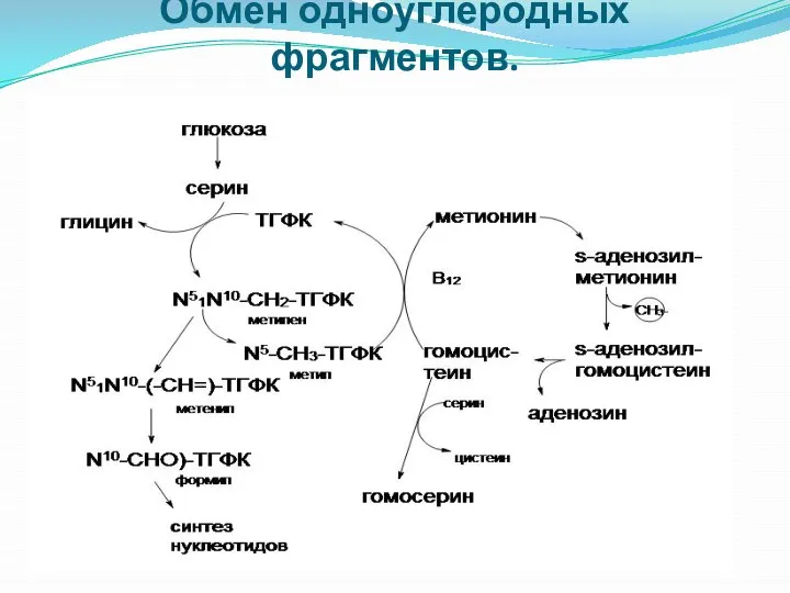 Обмен одноуглеродных фрагментов.