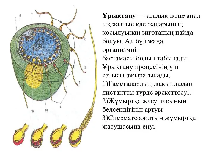 Ұрықтану — аталық және аналық жыныс клеткаларының қосылуынан зиготаның пайда болуы.