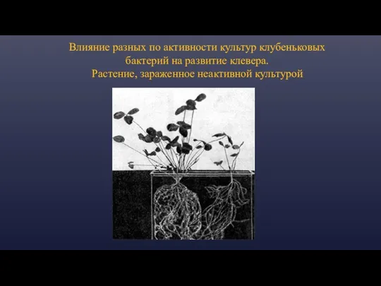 Влияние разных по активности культур клубеньковых бактерий на развитие клевера. Растение, зараженное неактивной культурой