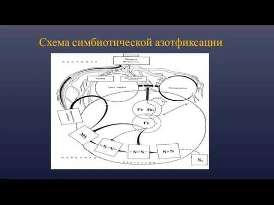 Схема симбиотической азотфиксации