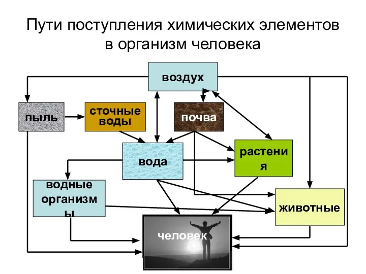 Пути поступления химических элементов в организм человека воздух водные организмы растения