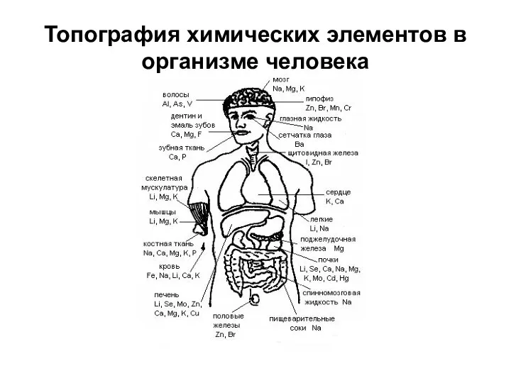 Топография химических элементов в организме человека