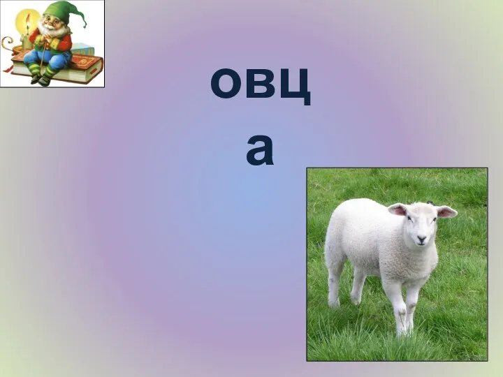 овца