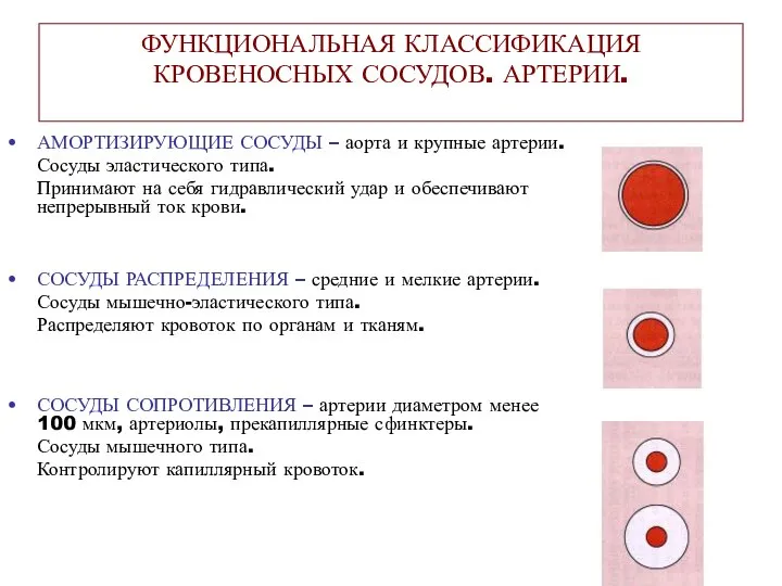 ФУНКЦИОНАЛЬНАЯ КЛАССИФИКАЦИЯ КРОВЕНОСНЫХ СОСУДОВ. АРТЕРИИ. АМОРТИЗИРУЮЩИЕ СОСУДЫ – аорта и крупные