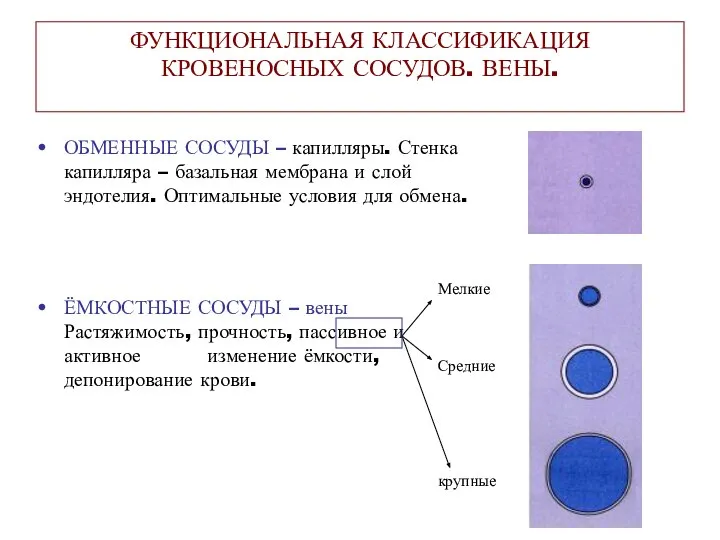 ФУНКЦИОНАЛЬНАЯ КЛАССИФИКАЦИЯ КРОВЕНОСНЫХ СОСУДОВ. ВЕНЫ. ОБМЕННЫЕ СОСУДЫ – капилляры. Стенка капилляра