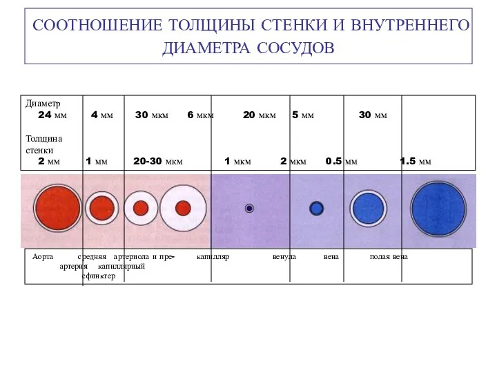 СООТНОШЕНИЕ ТОЛЩИНЫ СТЕНКИ И ВНУТРЕННЕГО ДИАМЕТРА СОСУДОВ Аорта средняя артериола и