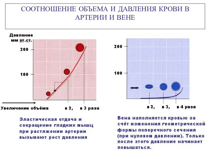 СООТНОШЕНИЕ ОБЪЕМА И ДАВЛЕНИЯ КРОВИ В АРТЕРИИ И ВЕНЕ