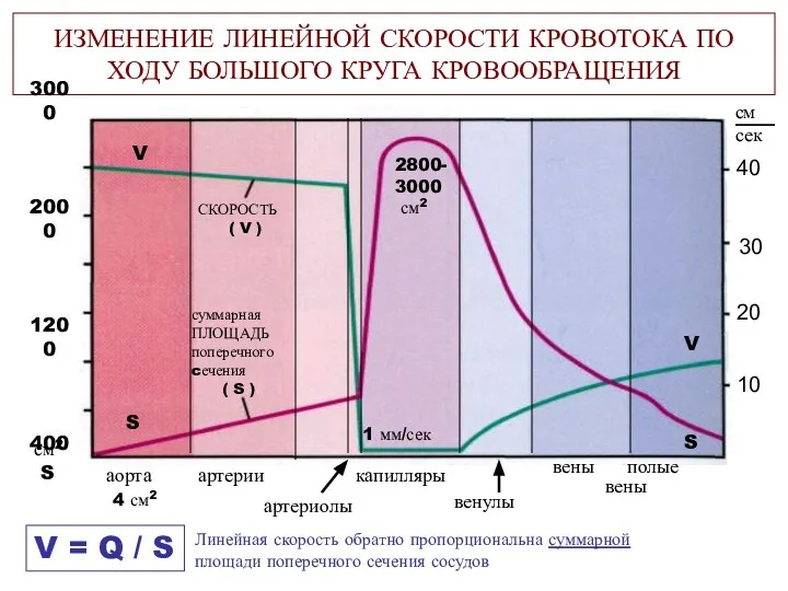 артериолы ИЗМЕНЕНИЕ ЛИНЕЙНОЙ СКОРОСТИ КРОВОТОКА ПО ХОДУ БОЛЬШОГО КРУГА КРОВООБРАЩЕНИЯ СКОРОСТЬ