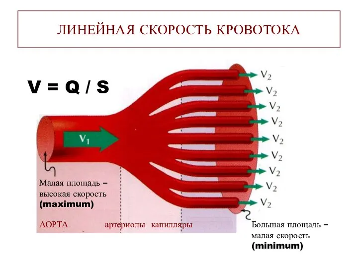 ЛИНЕЙНАЯ СКОРОСТЬ КРОВОТОКА Малая площадь – высокая скорость (maximum) Большая площадь