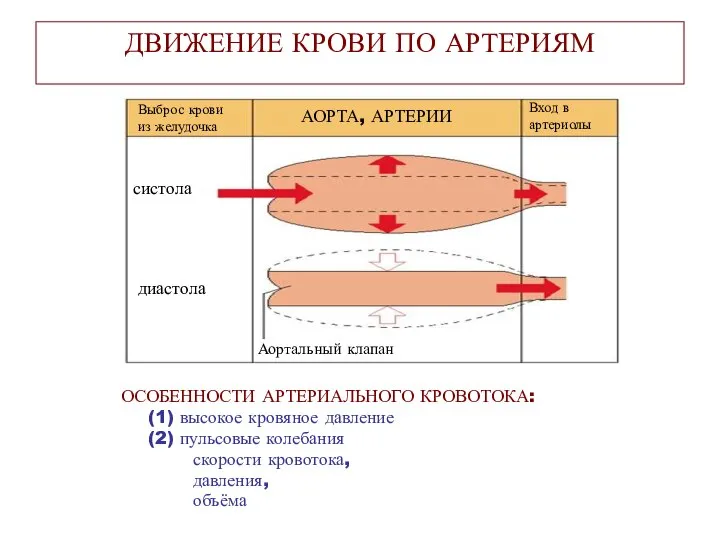 ДВИЖЕНИЕ КРОВИ ПО АРТЕРИЯМ ОСОБЕННОСТИ АРТЕРИАЛЬНОГО КРОВОТОКА: (1) высокое кровяное давление