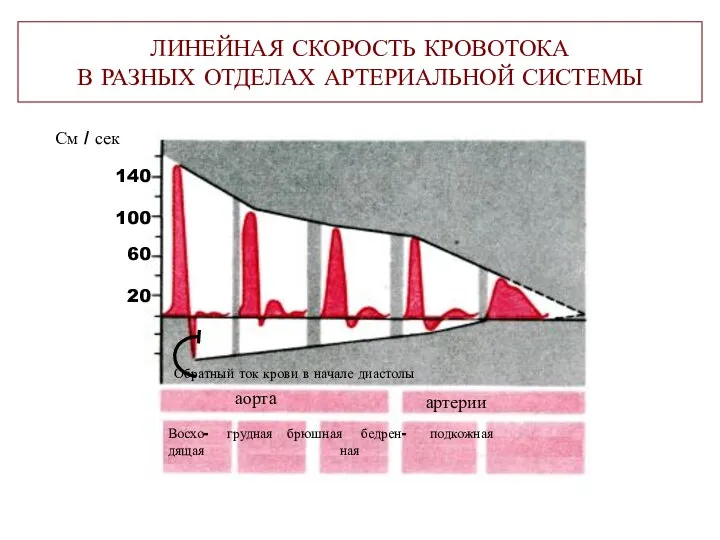 ЛИНЕЙНАЯ СКОРОСТЬ КРОВОТОКА В РАЗНЫХ ОТДЕЛАХ АРТЕРИАЛЬНОЙ СИСТЕМЫ аорта артерии Восхо-