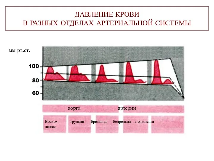 ДАВЛЕНИЕ КРОВИ В РАЗНЫХ ОТДЕЛАХ АРТЕРИАЛЬНОЙ СИСТЕМЫ аорта артерии Восхо- грудная