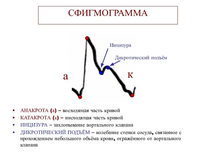 СФИГМОГРАММА АНАКРОТА (а) – восходящая часть кривой КАТАКРОТА (к) – нисходящая