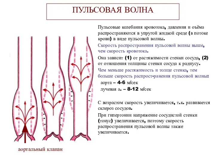 ПУЛЬСОВАЯ ВОЛНА Пульсовые колебания кровотока, давления и оъёма распространяются в упругой