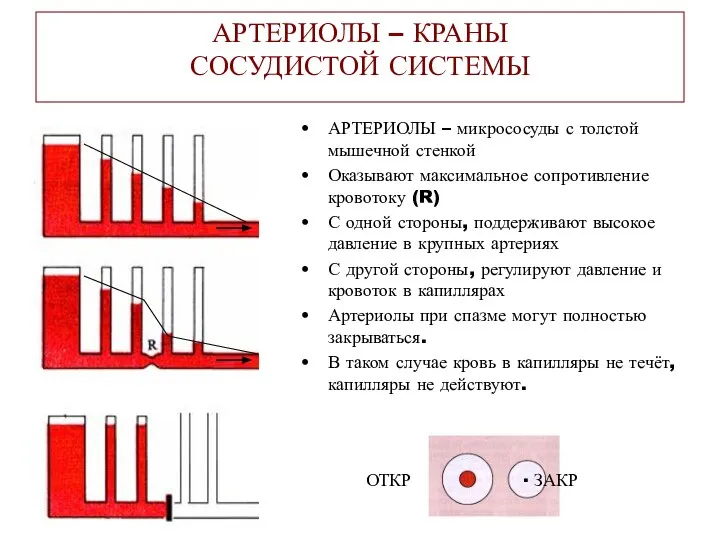 АРТЕРИОЛЫ – КРАНЫ СОСУДИСТОЙ СИСТЕМЫ АРТЕРИОЛЫ – микрососуды с толстой мышечной