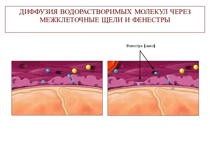 ДИФФУЗИЯ ВОДОРАСТВОРИМЫХ МОЛЕКУЛ ЧЕРЕЗ МЕЖКЛЕТОЧНЫЕ ЩЕЛИ И ФЕНЕСТРЫ Фенестра (окно)