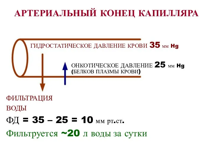 АРТЕРИАЛЬНЫЙ КОНЕЦ КАПИЛЛЯРА ФИЛЬТРАЦИЯ ВОДЫ ФД = 35 – 25 =