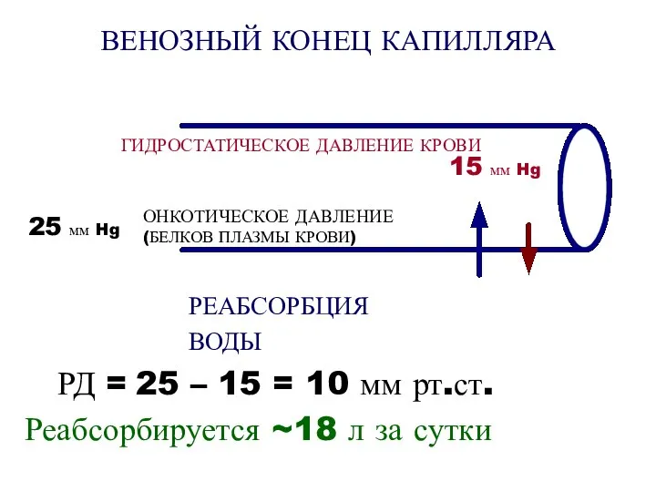 ВЕНОЗНЫЙ КОНЕЦ КАПИЛЛЯРА РЕАБСОРБЦИЯ ВОДЫ РД = 25 – 15 =