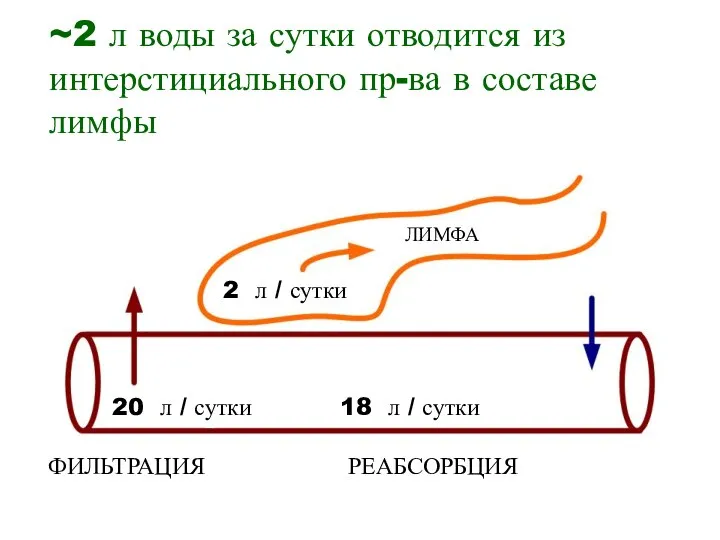 ~2 л воды за сутки отводится из интерстициального пр-ва в составе