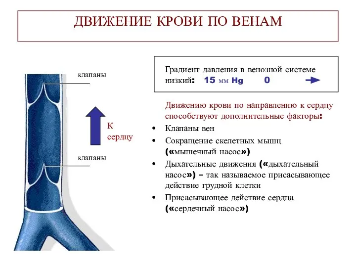 ДВИЖЕНИЕ КРОВИ ПО ВЕНАМ Градиент давления в венозной системе низкий: 15