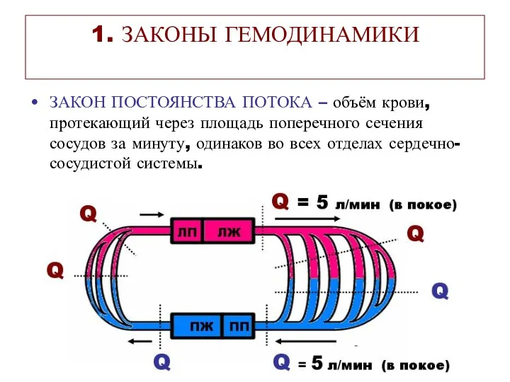 1. ЗАКОНЫ ГЕМОДИНАМИКИ ЗАКОН ПОСТОЯНСТВА ПОТОКА – объём крови, протекающий через