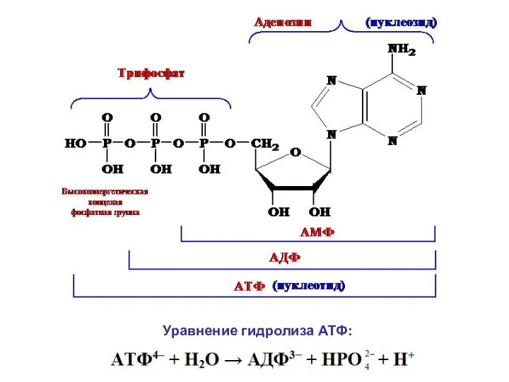 Уравнение гидролиза АТФ: