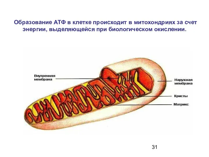 Образование АТФ в клетке происходит в митохондриях за счет энергии, выделяющейся при биологическом окислении.