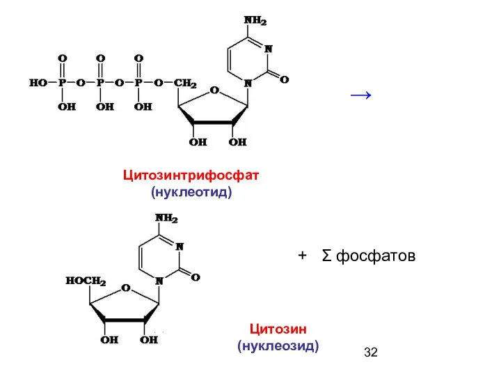 Цитозин (нуклеозид) Цитозинтрифосфат (нуклеотид) → + Σ фосфатов