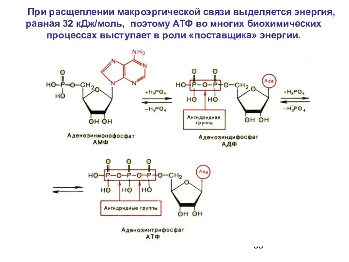 При расщеплении макроэргической связи выделяется энергия, равная 32 кДж/моль, поэтому АТФ
