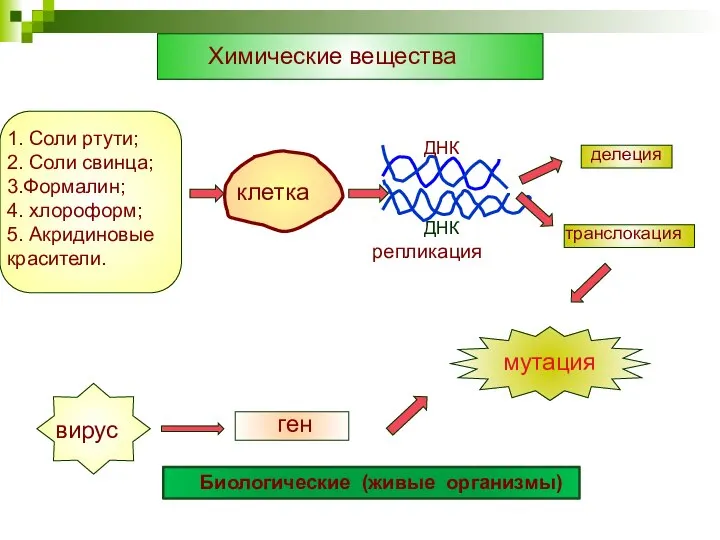 Химические вещества 1. Соли ртути; 2. Соли свинца; 3.Формалин; 4. хлороформ;