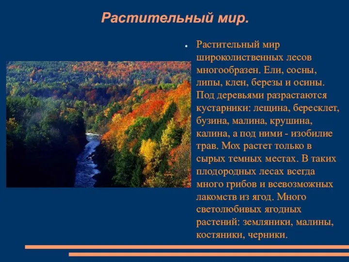 Растительный мир. Растительный мир широколиственных лесов многообразен. Ели, сосны, липы, клен,