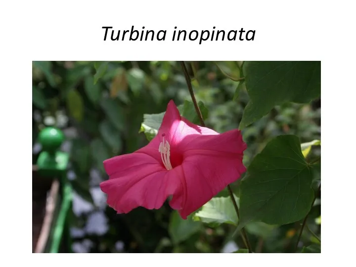 Turbina inopinata