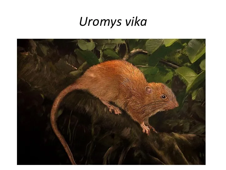 Uromys vika