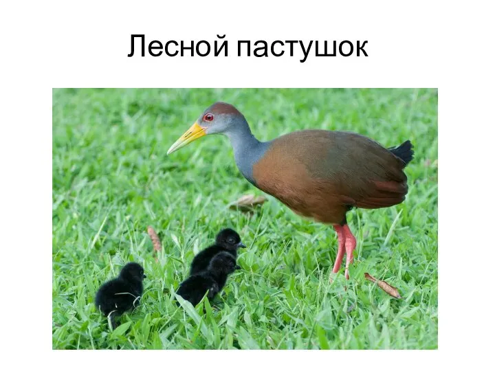 Лесной пастушок