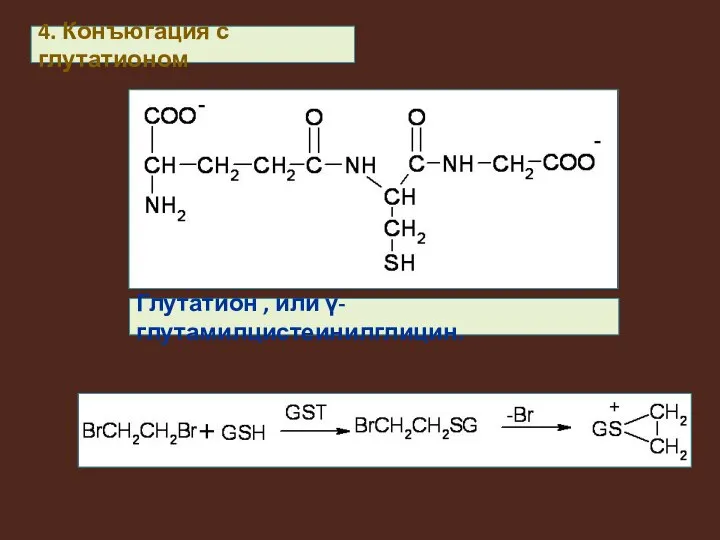 4. Конъюгация с глутатионом Глутатион , или γ-глутамилцистеинилглицин.