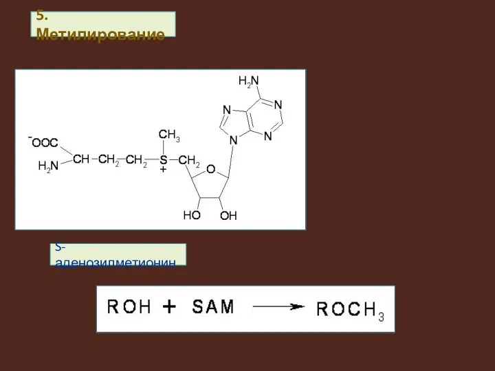 5. Метилирование S-аденозилметионин