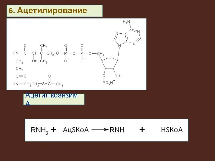 Ацетил коэнзим А 6. Ацетилирование