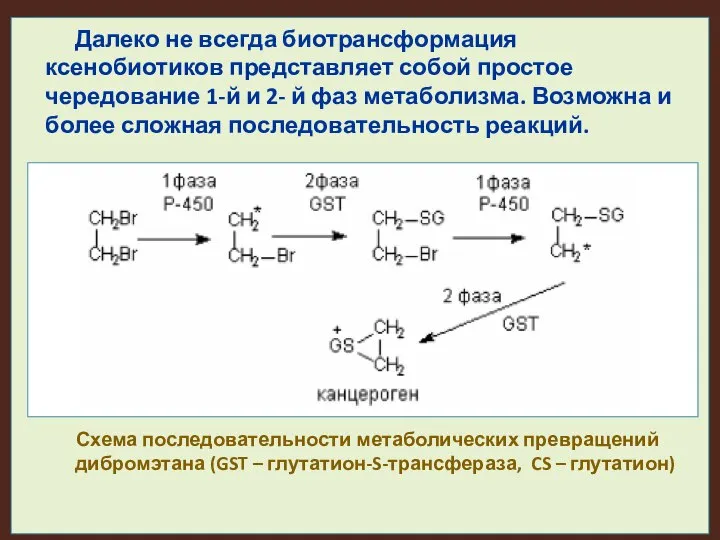 Далеко не всегда биотрансформация ксенобиотиков представляет собой простое чередование 1-й и