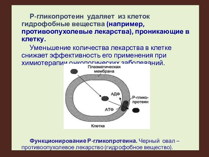 Р-гликопротеин удаляет из клеток гидрофобные вещества (например, противоопухолевые лекарства), проникающие в