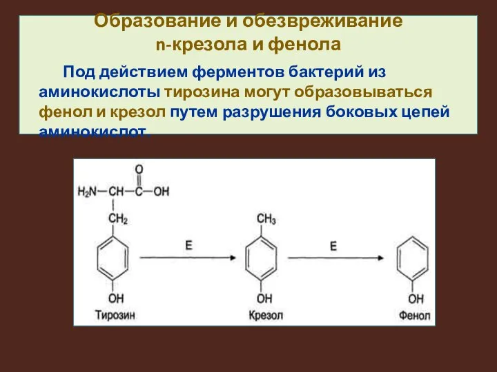 Образование и обезвреживание n-крезола и фенола Под действием ферментов бактерий из