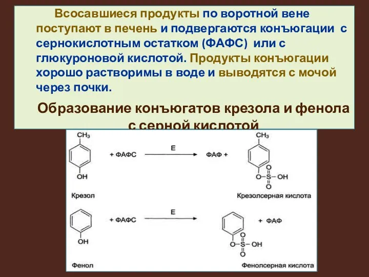 Всосавшиеся продукты по воротной вене поступают в печень и подвергаются конъюгации